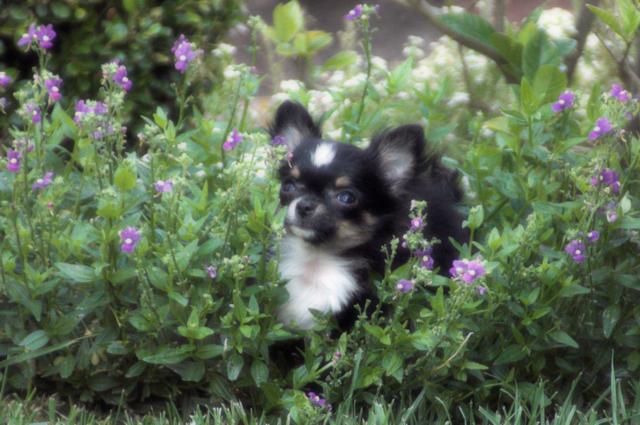 Chihuahua show puppy